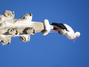 CIGÜEÑA BLANCA