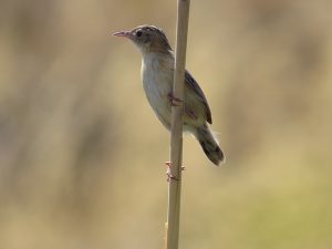 CISTICOLABUITRON