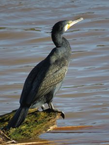 CORMORAN GRANDE
