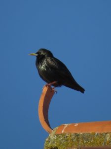ESTORNINO NEGRO
