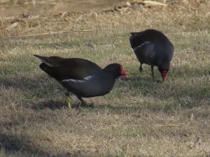 GALLINETA COMUN