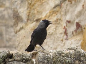 GRAJILLA OCCIDENTAL