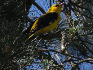 OROPENDOLA