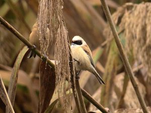 PAJARO MOSCON EUROPEO