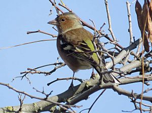 PINZON VULGAR
