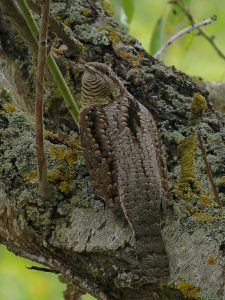 TORCECUELLO EUROASIÁTICO