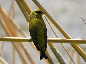 VERDERONCOMUN